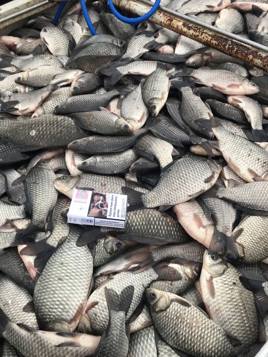 Жива риба Акційна