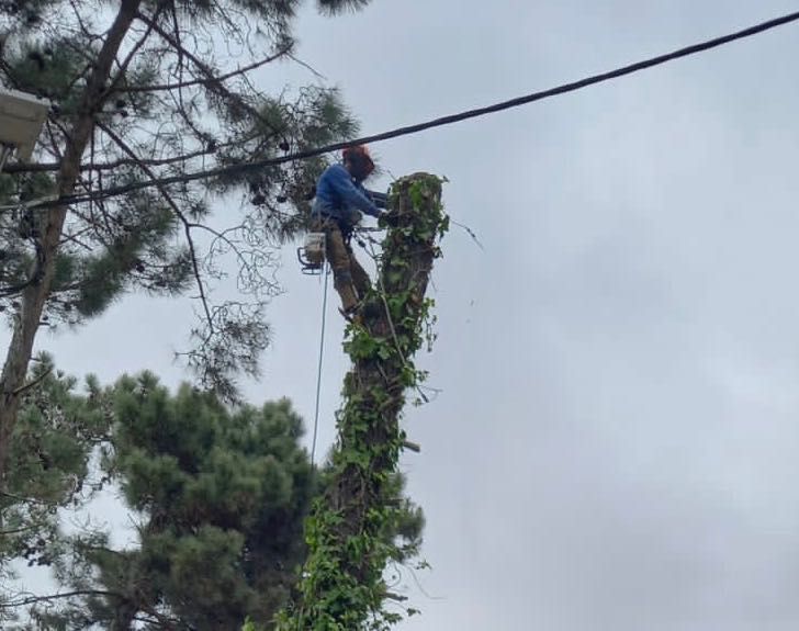 Limpeza de terrenos, corte, poda e abate de árvores, palmeiras e manutencão de jardins