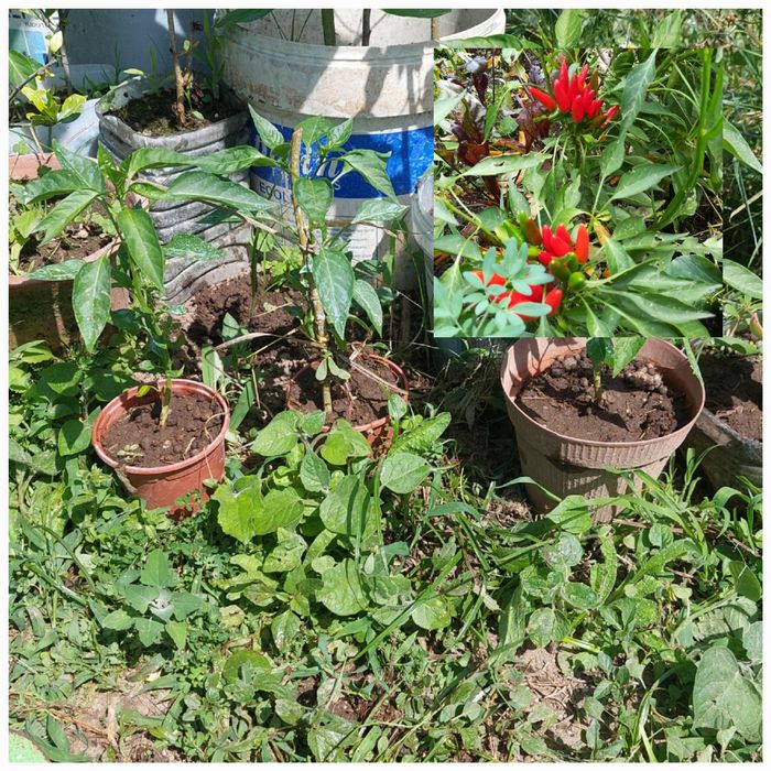 Planta malagueta piripiri, gardênia