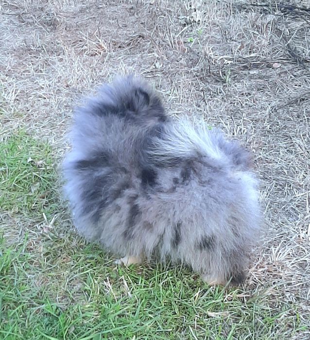 Chłopczyk Szpic miniaturowy pomeranian