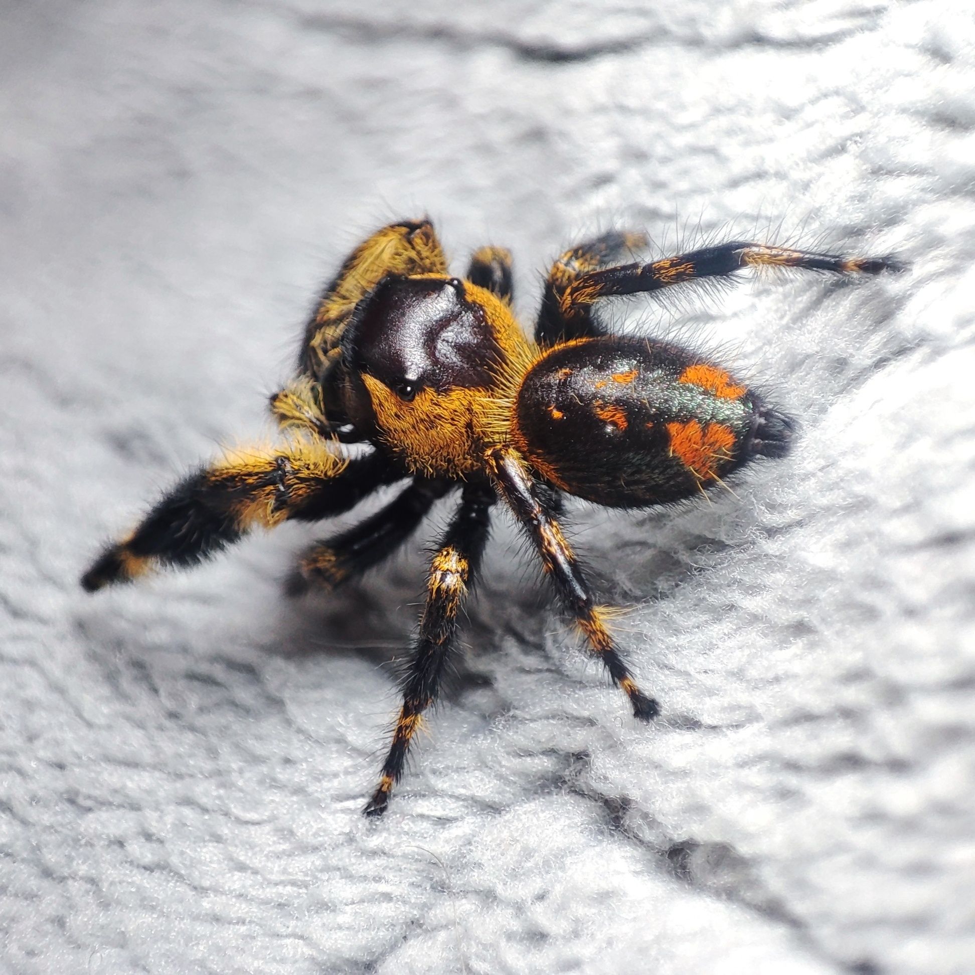 Skakun / Phidippus Otiosus L5