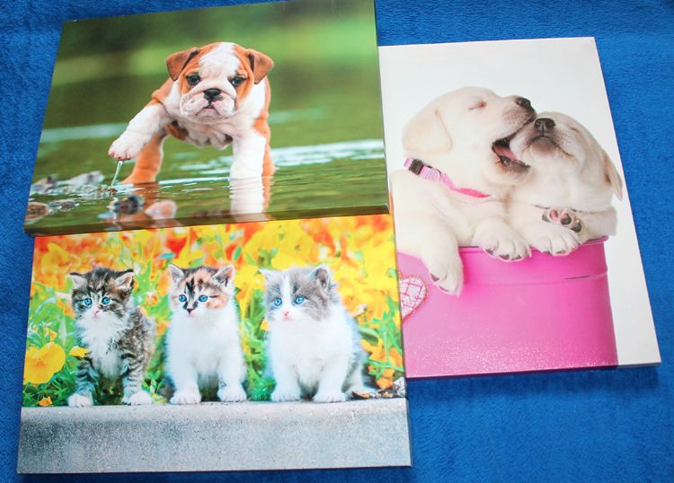 Pieski - Koty Obraz drukowany na płótnie 30,5x40,5 cm cena za kompl