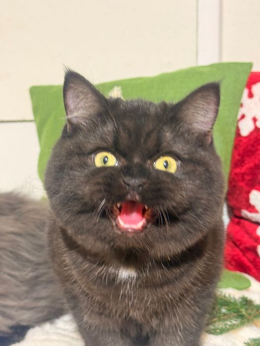 Czekoladowa dziewczynka piękność FPL FIFe