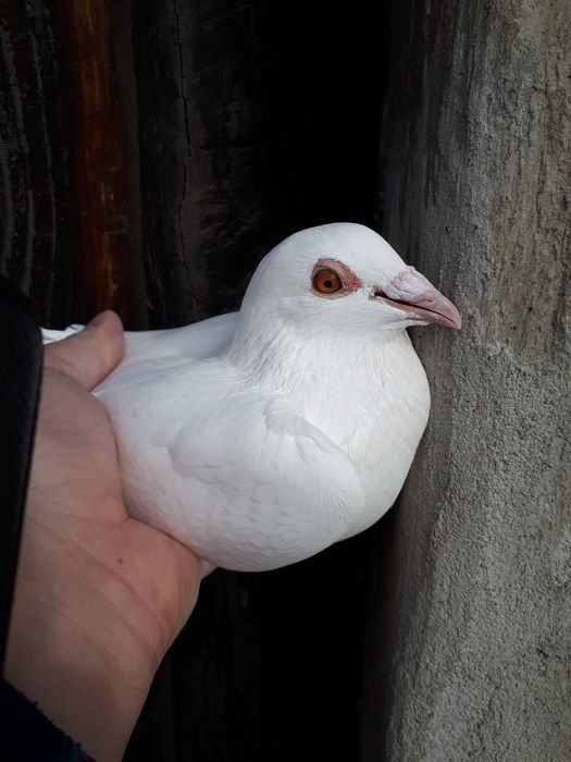 Gołębie pocztowe białe para lęgowa