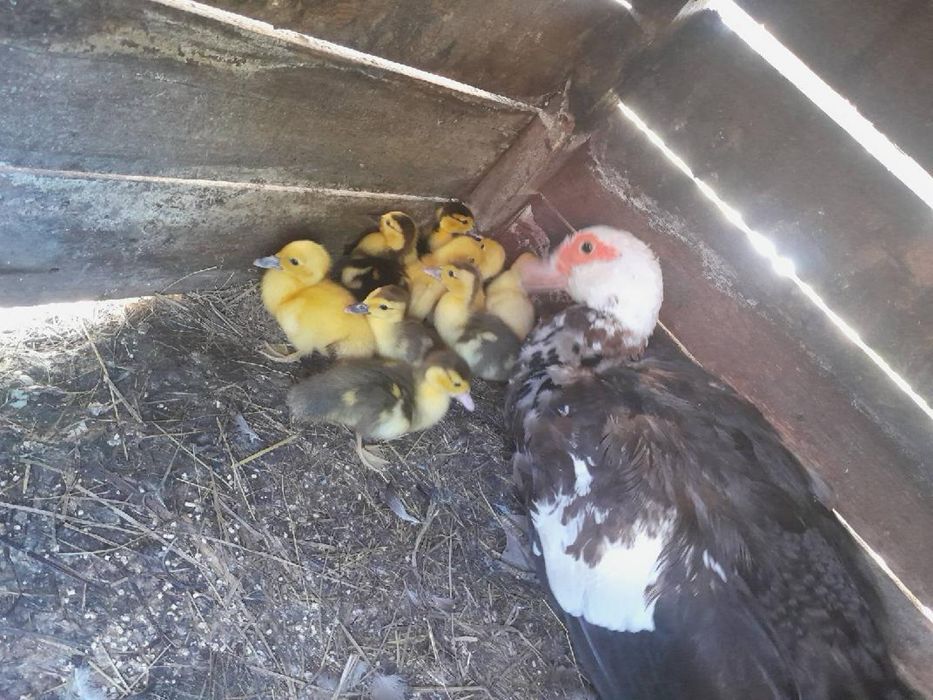 Sprzedam kaczki piżmowe