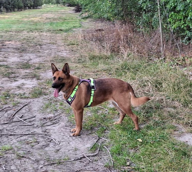 Wera łagodna spokojna sunia szuka domu