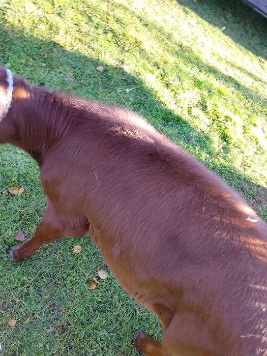 Sprzedam jałówkę mięsna limousine