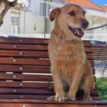 CIGANITO (Macho, 12Kg) Para Adopção