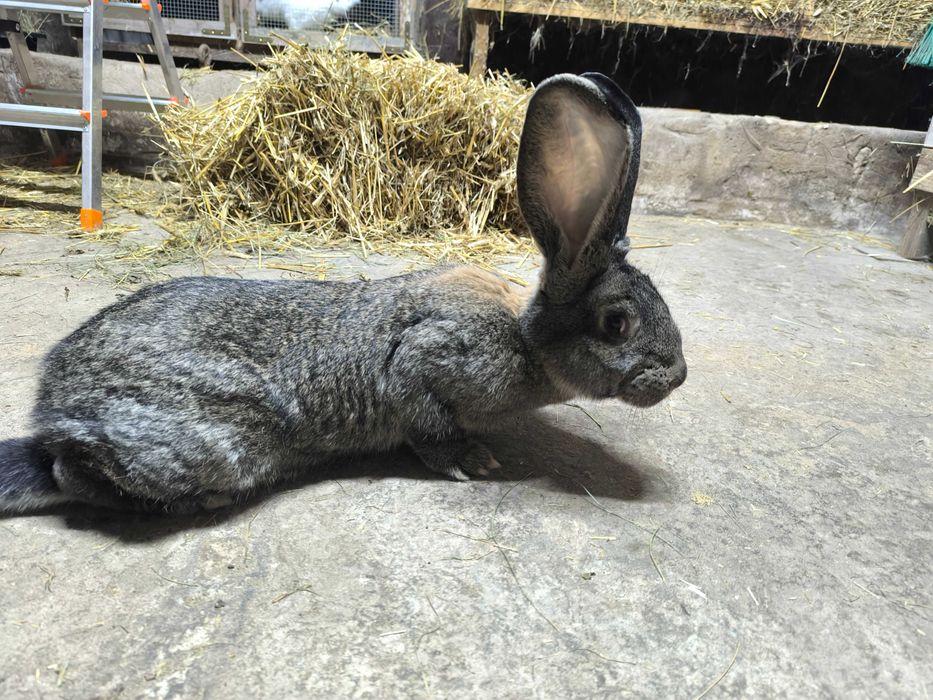 Belgijski olbrzym szary Samica