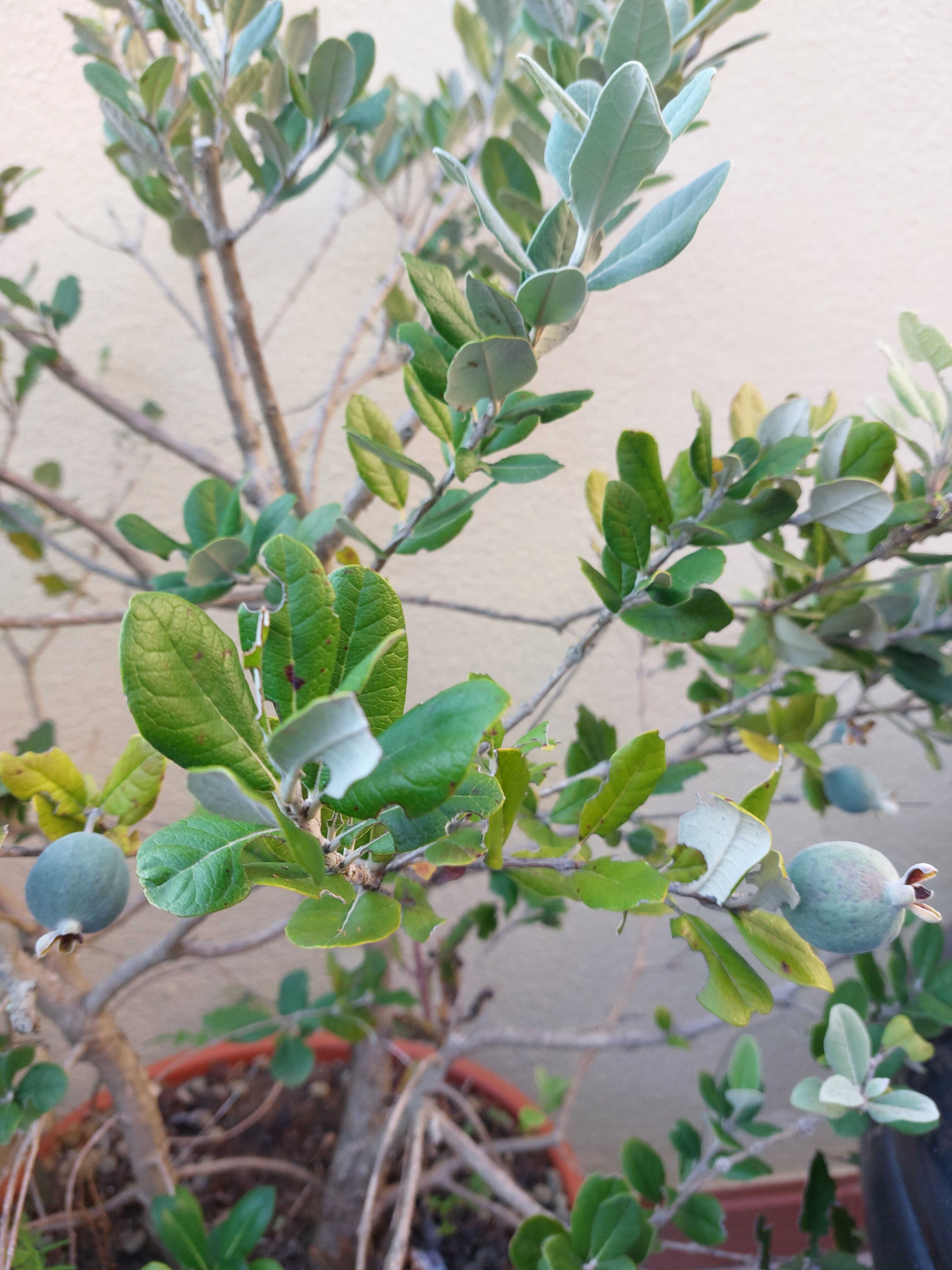 Feijoa, Goiaba serrana.