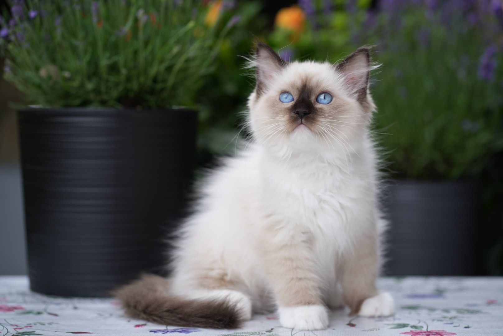 Kocurek ragdoll odbiór czerwiec Cattris