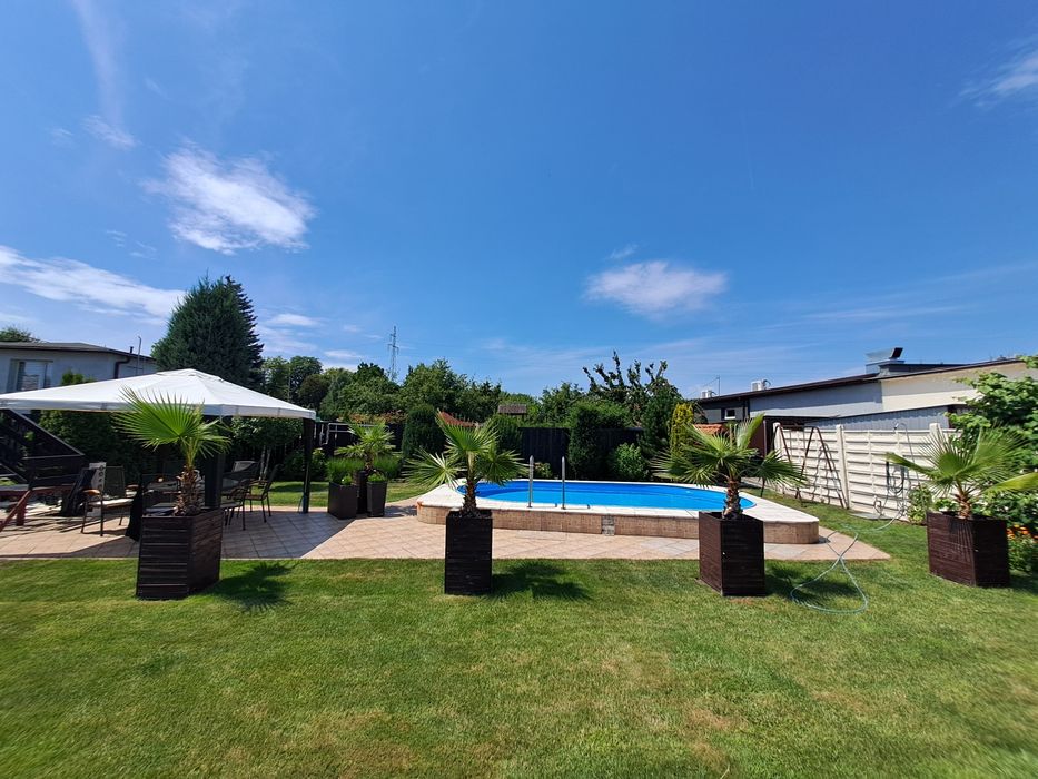 Palma Washingtonia Robusta – Waszyngtonia 200 cm+ - 5 sztuk