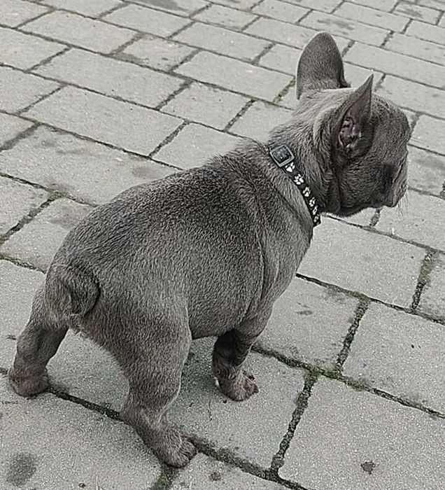 Ostatni do odbioru Buldog francuski BLUE pies piesek rodowód szczeniak