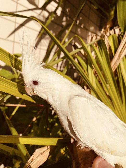 Caturra domesticada excecional Branca