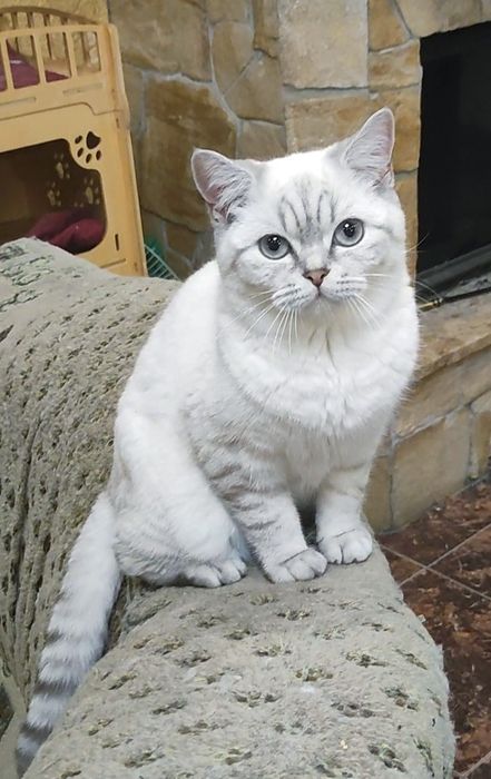 Мальчик шиншиллка поинт