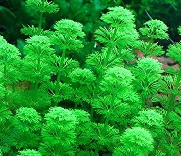 Limnophila sessiliflora - roślina akwariowa