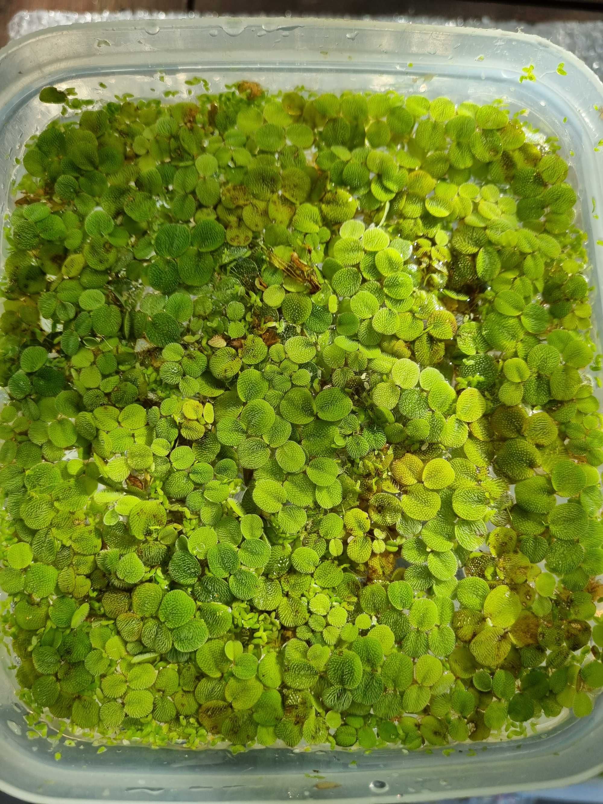 Planta  flutuante Salvinia para aquário