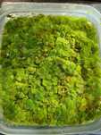 Planta  flutuante Salvinia