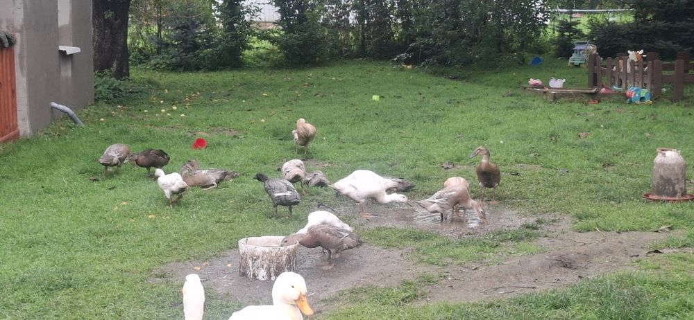 Kaczki biegusy lubią ślimaki bez skorupy