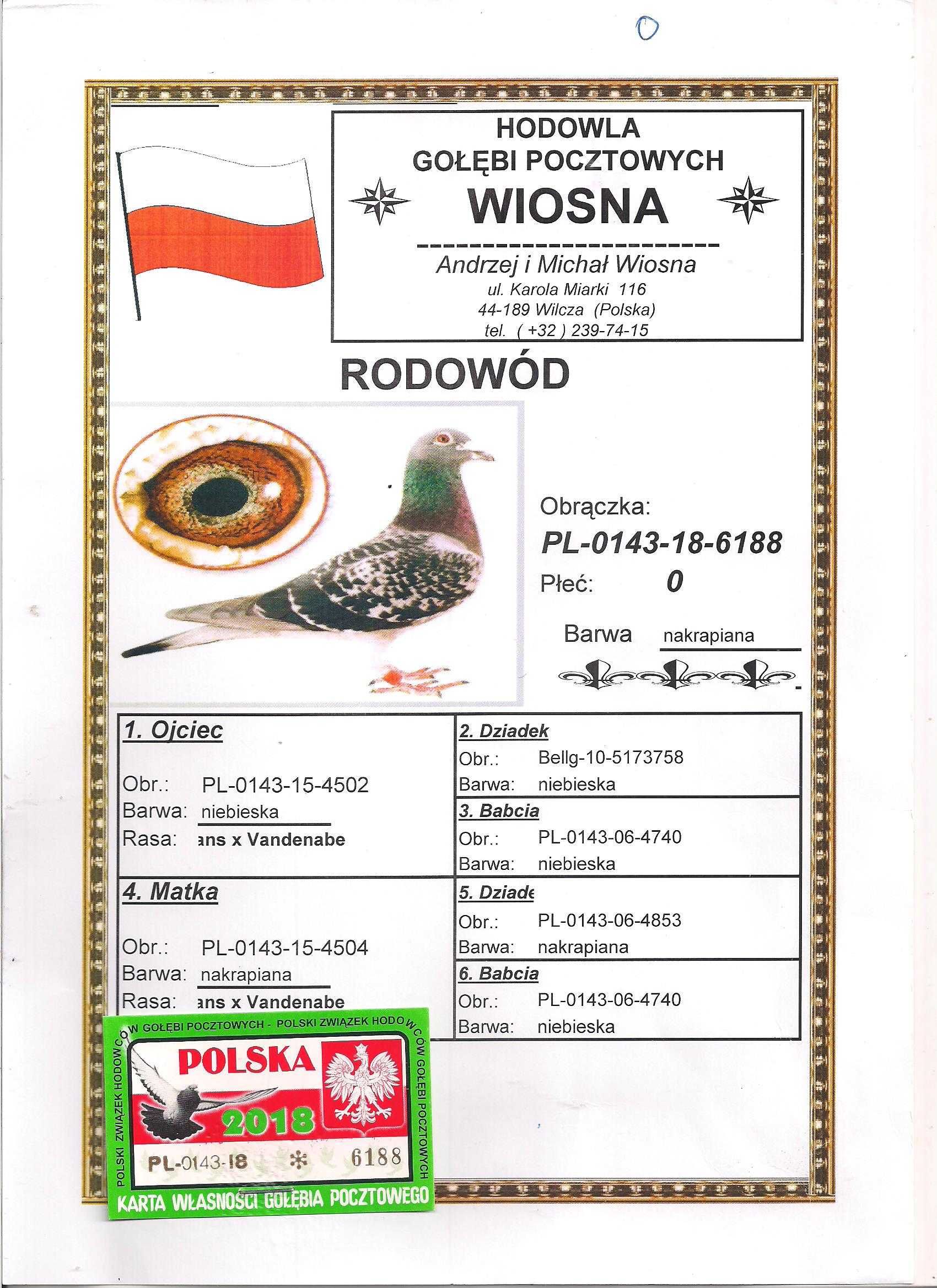 Młode para 69 Janssen Oryg A.M Wiosna gołąb gołębie pocztowe