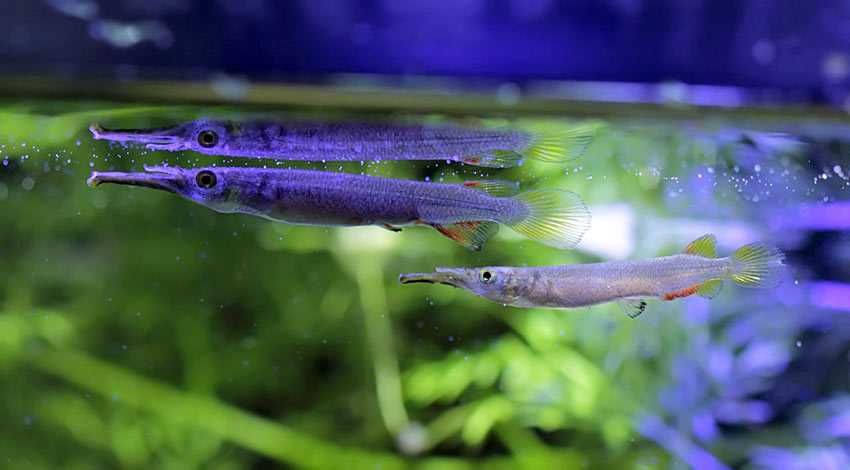 GB Półdziobek karłowaty - dowóz ryb!