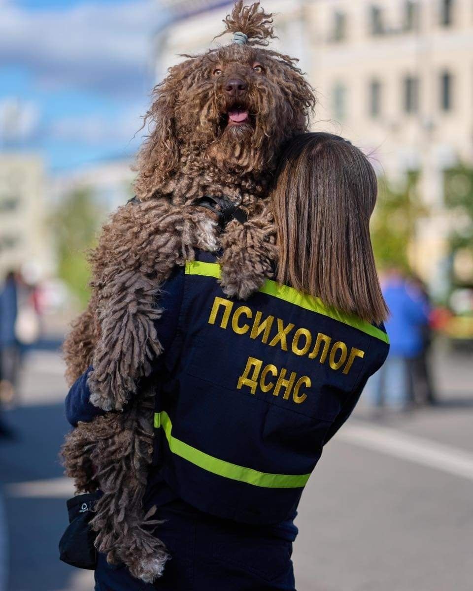 Іспанська Водяна Собака,  єдині в Україні