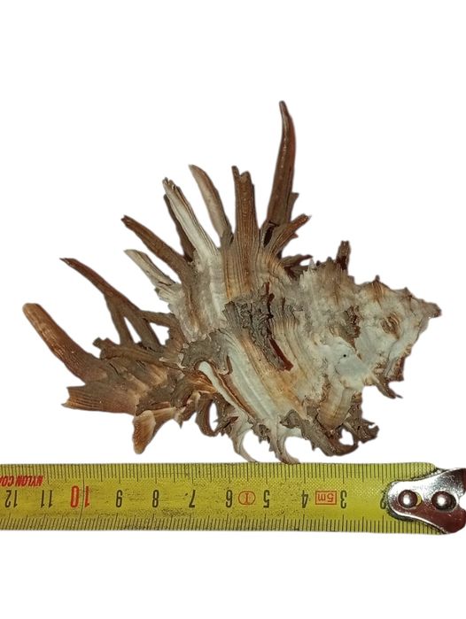 Ракушка Мурексу эндивии тихий океан