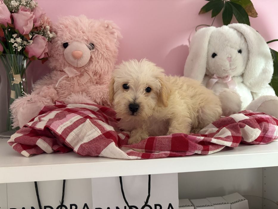 Chłopiec Maltipoo Maltańczyk i Pudel Toy gotowy do zmiany domku