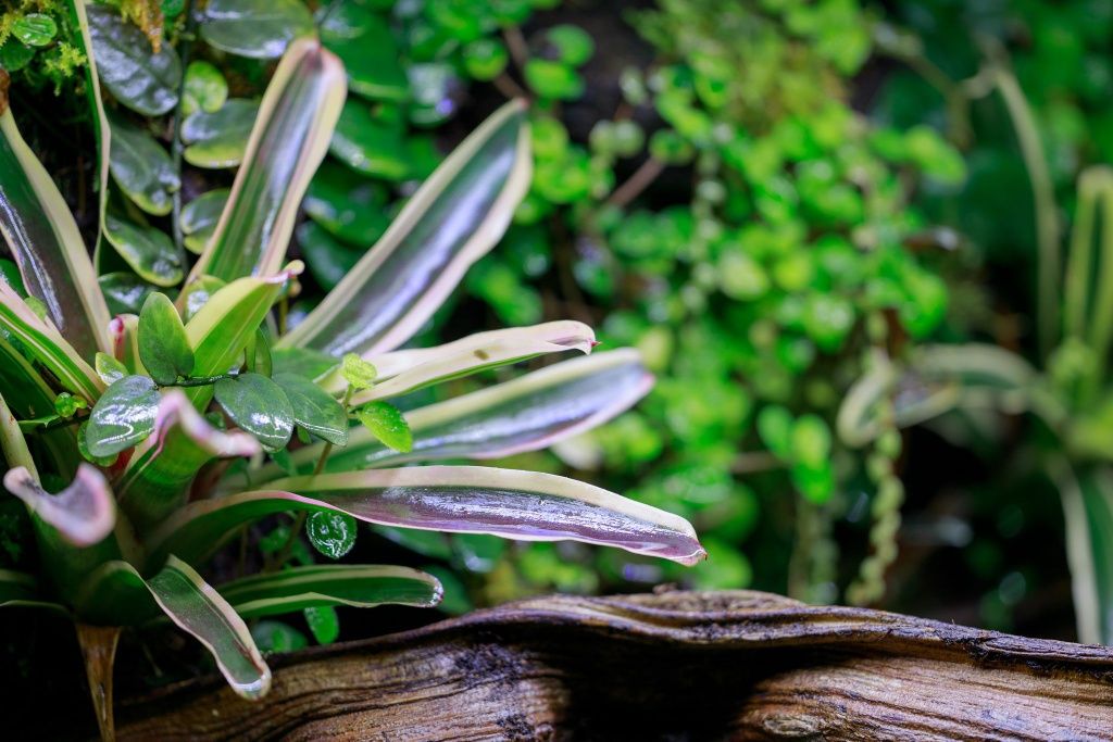 Terrarium tropikalne 40x40x60 gekon