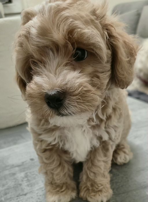 Maleńki chłopczyk  maltipoo F1