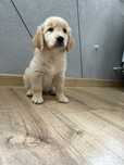 Golden retriever suczka