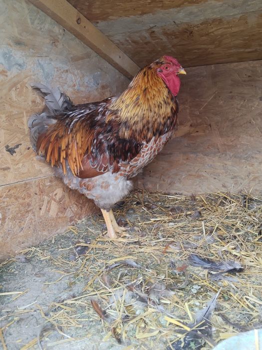 Wyandotte, Wyandotta, Wyandotty Koguty