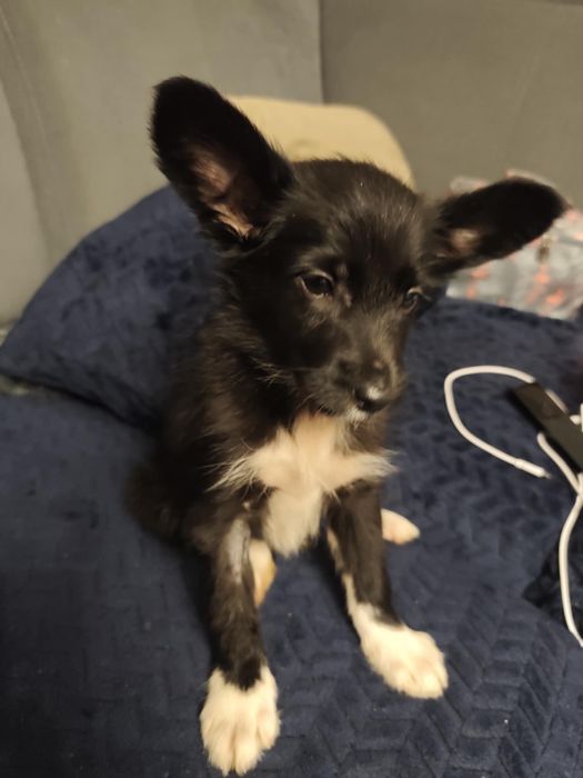 Urocze szczeniaki szukają domków