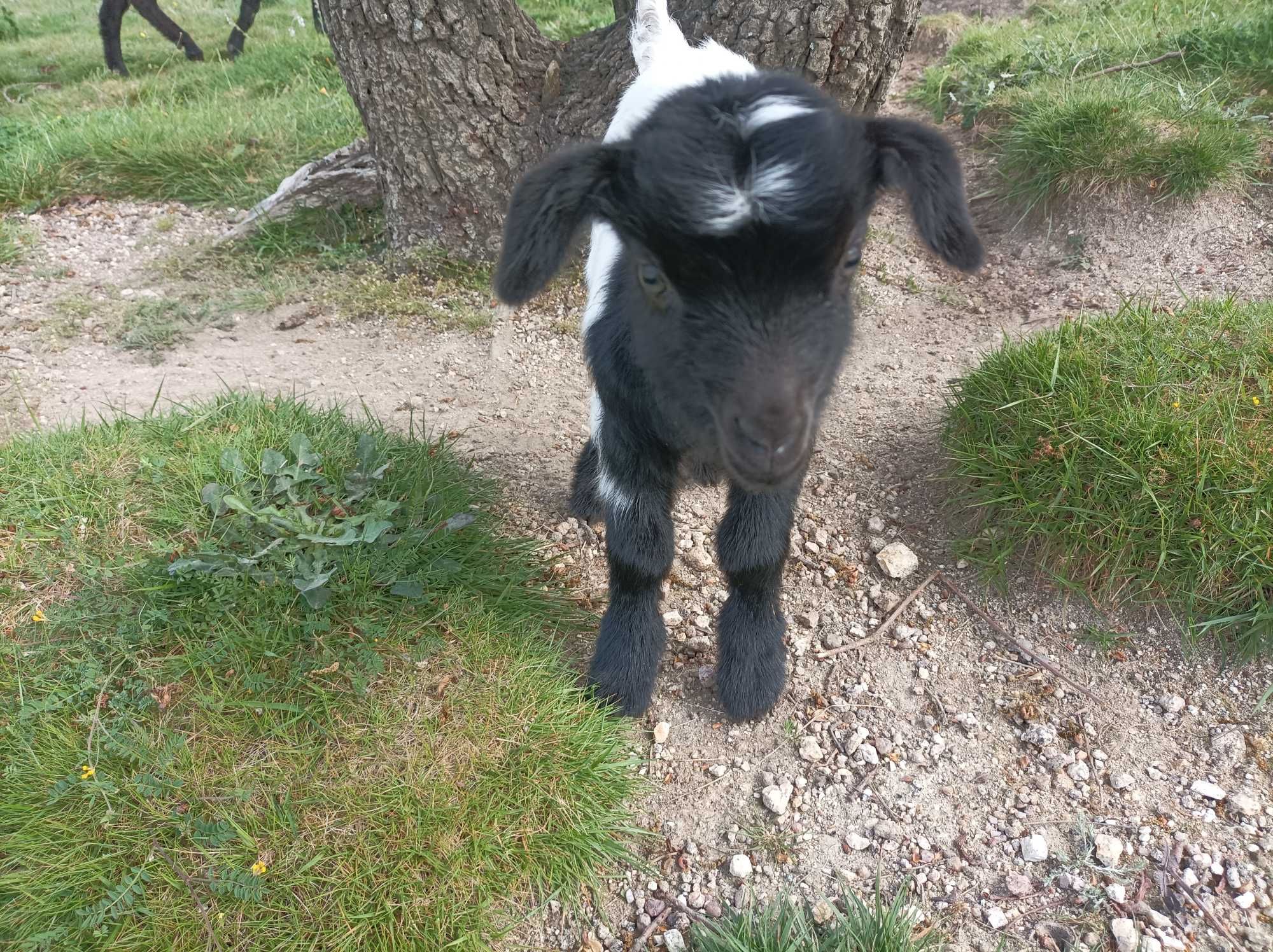 Cabra anã macho muito lindo