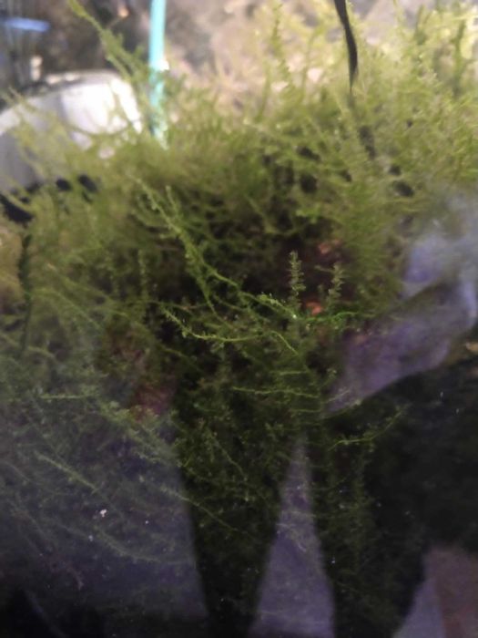 Mech jawajski roślina akwarystyczna