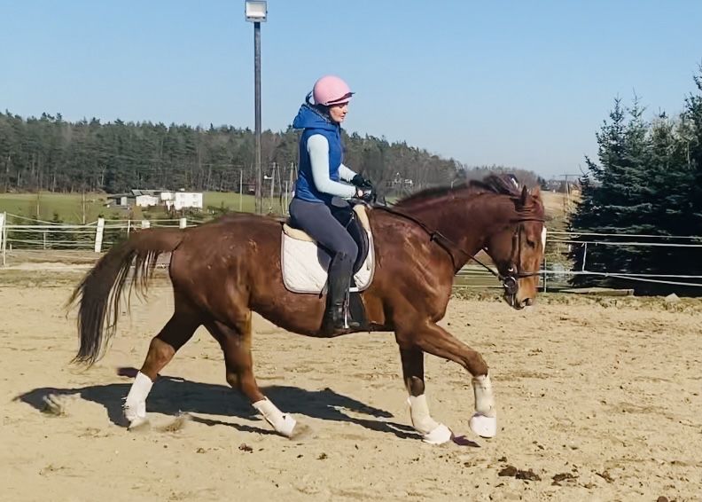 Duży postawny walach do sportu/ ambitnej rekreacji