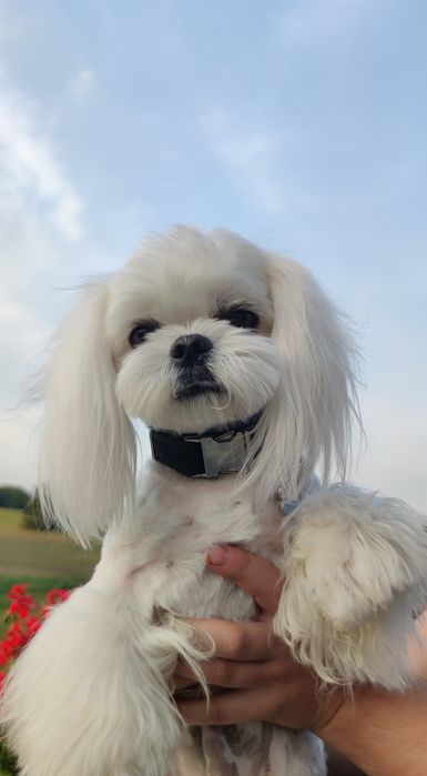 Reproduktor maltańczyk