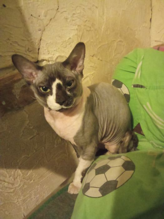 Лексус продам кота