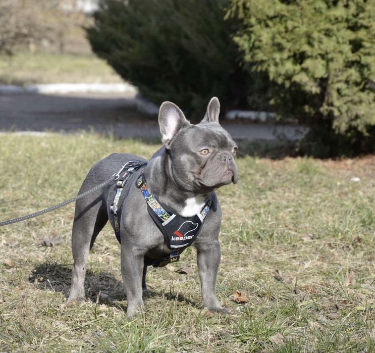 Кобель французкого бульдога