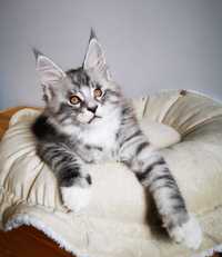 Maine coon kocurek czarny srebrzysty pręgowany  BRANDON Of Alisaria*PL