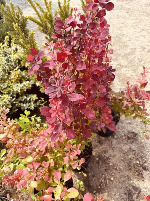 Krzewy ozdobne/kwiaty