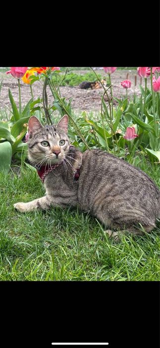 ZAGINĄŁ KOT!! KRAKERS, Kurza Góra/ Kościan