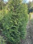 Thuja Brabant Tuja 2-3m Transport Sadzenie