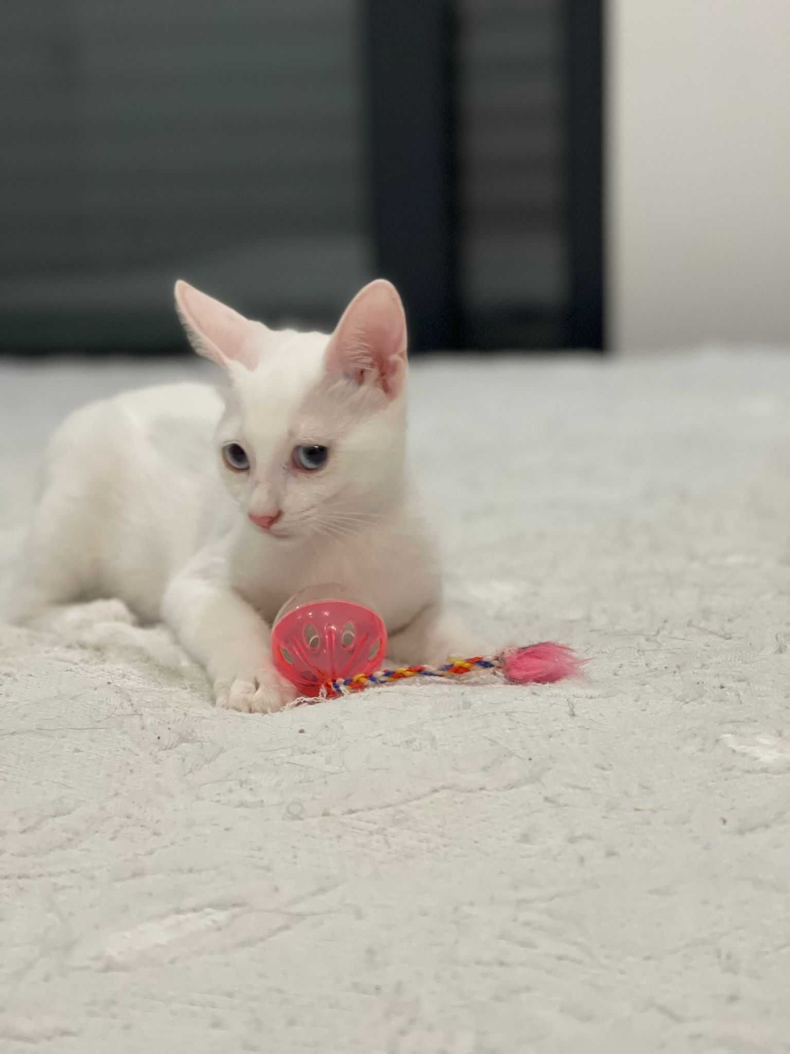 Gatinhas bebés muito fofinhas para adoção conjunta