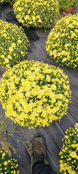 Sprzedam chryzantemy drobnokwiatowe