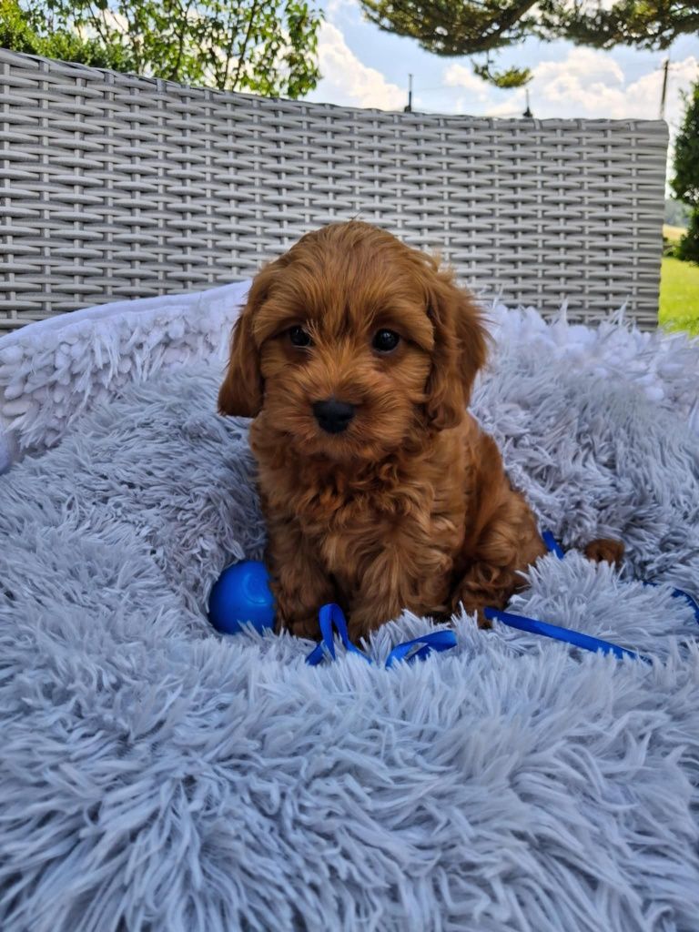 Śliczny Piesek Cavapoo