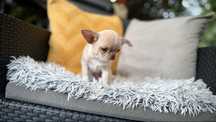 Chihuahua SUCZKA kremowa * gotowa do odbioru
