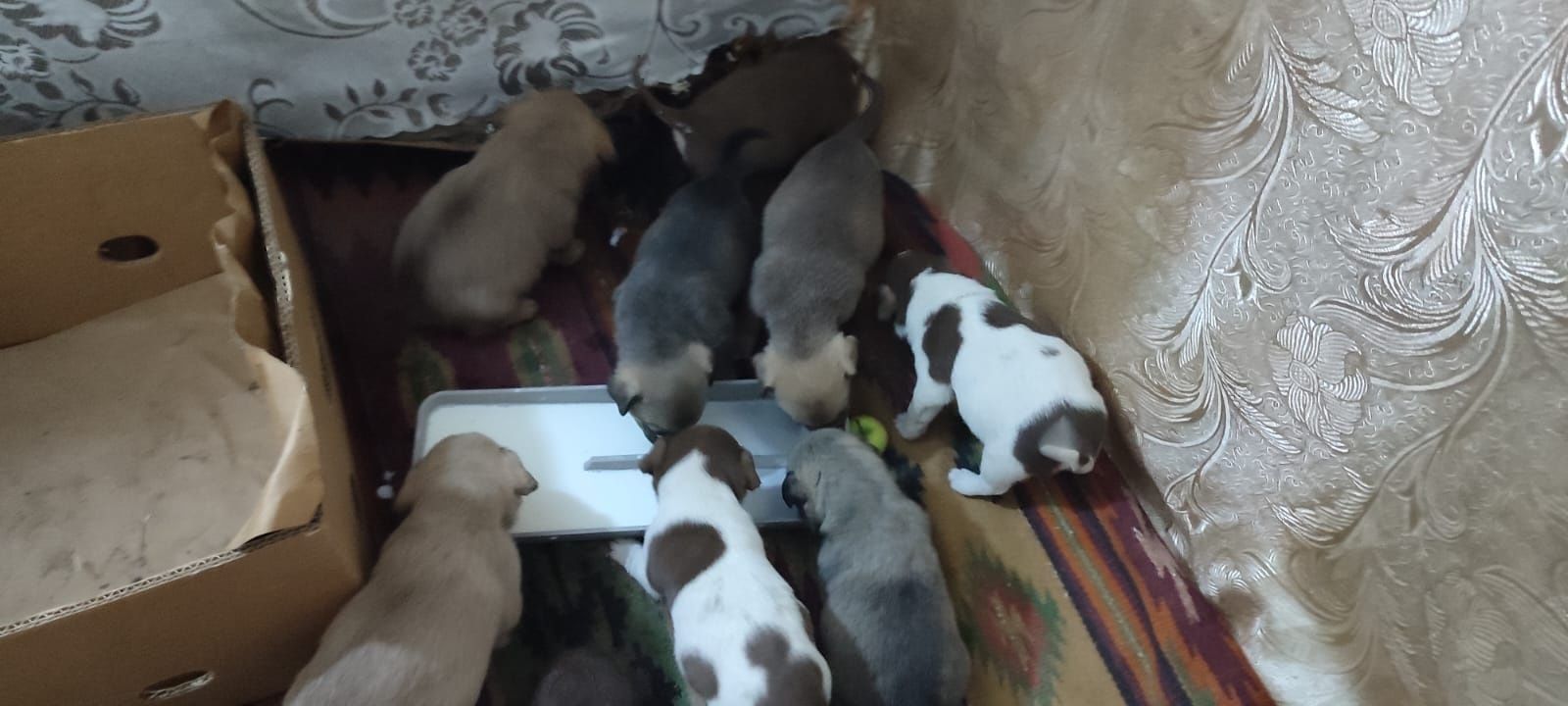 Песики шукають домівку