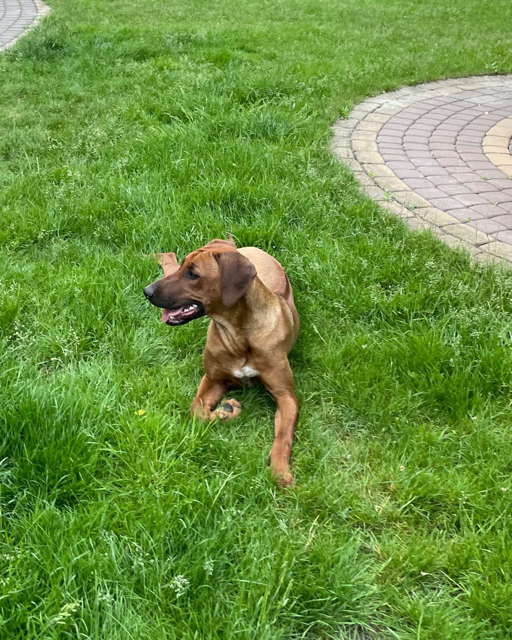 Rhodesian Ridgeback HELA dziewczynka po Championach z dokumentami ZKwP