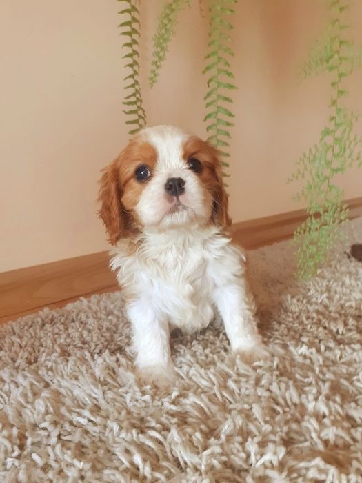 Kawalier King Charles Spaniel Piesek